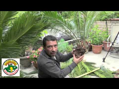 how to transplant cycas revoluta