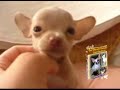 Chihuahua Care Handbook