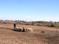 Tia Border Collie Herding in Big Open Padock
