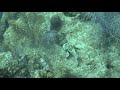 Fighting Scorpionfish