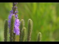 Kansas Sizzle Video - June 2008 Kansas Sizzle Video - June 2008