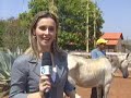 Poneis de Circo para um lugar sem maus tratos