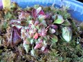 quelques belles tof de mes plantes carnivores