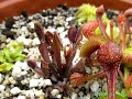 quelques belles tof de mes plantes carnivores