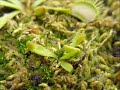 quelques belles tof de mes plantes carnivores