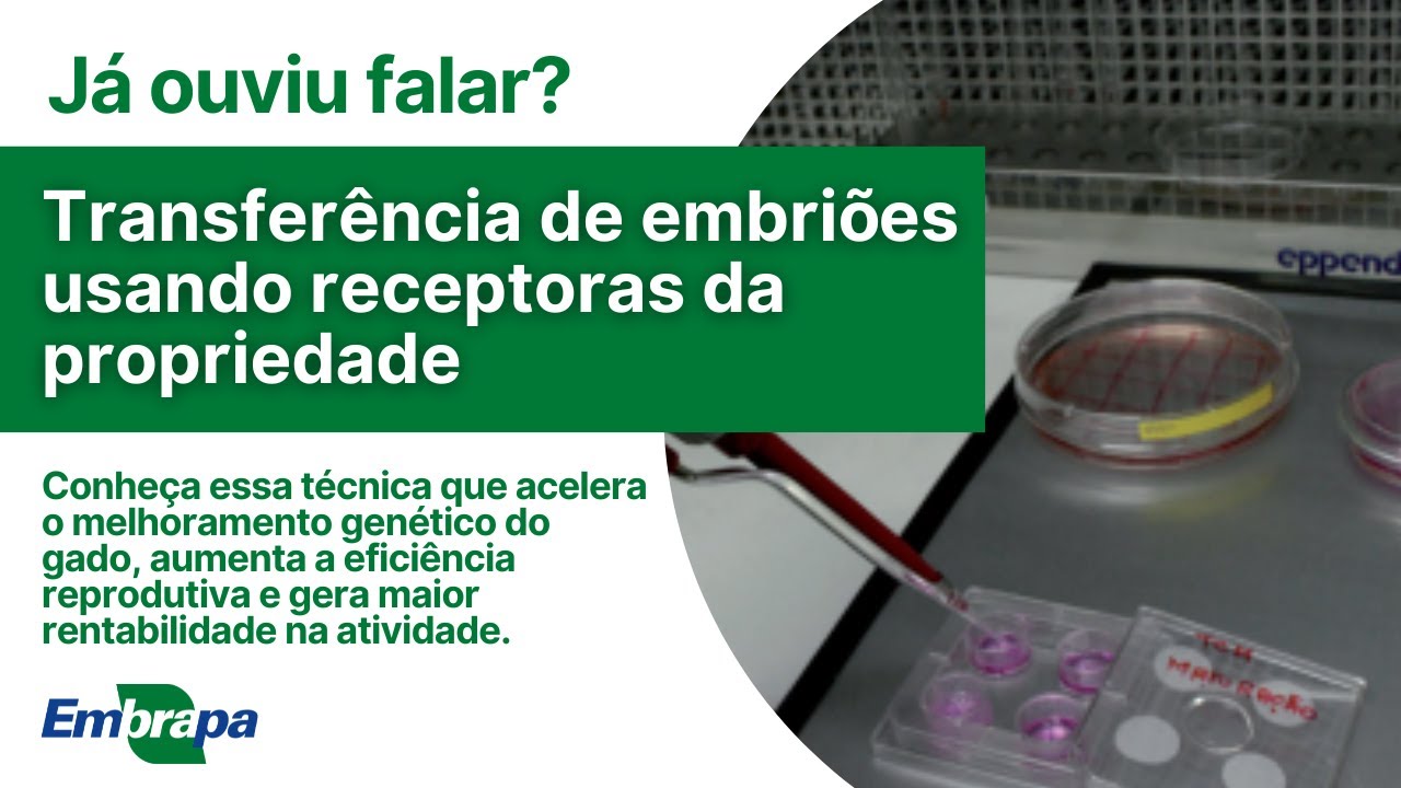 Transferência de embriões usando receptoras da propriedade