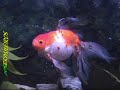 AQUARIO COM KINGUYOS E CARPA 