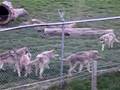 Wolf Park 4