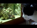 Cat Hating Crab 1