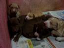 PITBULL FILHOTES 28 DIAS CRIA DE BASKAR E ODARA