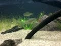 Lambari dando bote em peixe de aquario. Experiência científica.Umuarama - Pr 