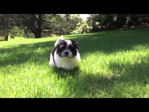 Baxter is a beautiful Imperial Shih Tzu with a beautiful perosnality