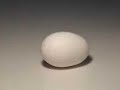 Avant-gaurd Egg Audition