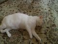 Tatl? kedi Boncuk ^^ Tatl? kedi Boncuk ^^