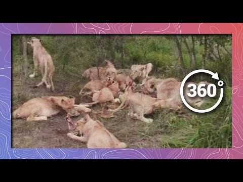 Lions Feeding in 360 4K | No Volunteers for Better Camera Placement - YouTube
