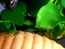 BETTA (PLAKAT copulation; mating.)の交尾 NO.1 BETTA (PLAKAT copulation; mating.)の交尾 NO.1