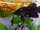 BETTA (PLAKAT copulation; mating.)??? NO.1