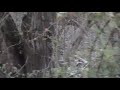 Jump Clifford by strean