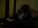 HURLEY WATCHING TV