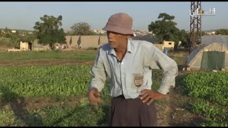 المزارعون الفلسطينيون في مخيم الرشيدية /اعداد وتقديم هلا سلامة /برنامج من الشتات /تلفزيون فلسطين