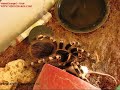Acanthoscurria geniculata - feeding time! Acanthoscurria geniculata - feeding time!
