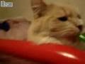 cat eating sour apple lollypop