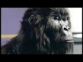 cadbury-gorilla-the-power-of-love.html