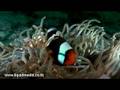 Diving Koh Tao in the Monsoon Season