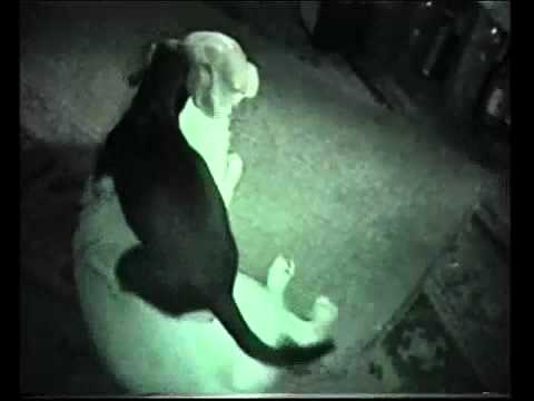 kutya sex - Kutya szex (Dog Sex)