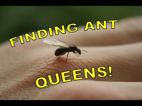 how to locate queen ant