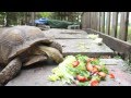 Timelapse of Tortoise Eating by Matthew Hoyos