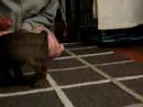 Mr. Furley vs. the Rope toy