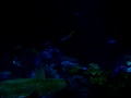 Sharks at Shedd Aquarium
