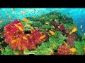珊瑚海 (Coral Sea) - 周杰伦/梁心颐 (Jay C