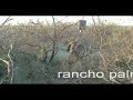 un maldito jabali se come el maiz y baje a correrlo
