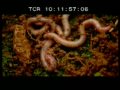 Soil Biotechnology (SBT) - Mimicking Nature
