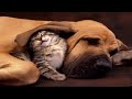 Funny cats and dogs / Animale haioase Funny cats and dogs / Animale haioase