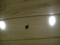 videos de Ant Spaz Attack!!