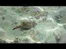 Soneva Gili: One big trunkfish under my sundeck