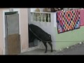 Bull goring so funny no blood but extremely funny.... | Lixup