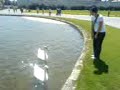 Tracey vs the Swan