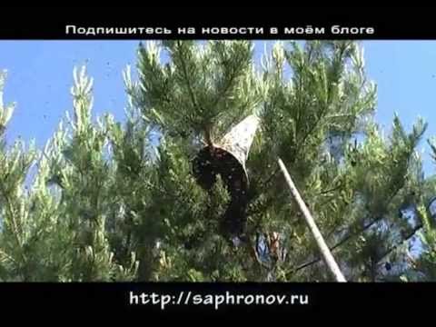 YouTube Трейлер
