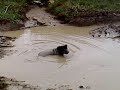 Dogs playing in mud