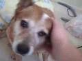 Maui the dog