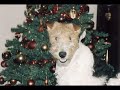 Funny Dog Gifs