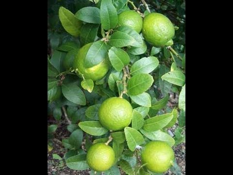 how to fertilize key lime tree