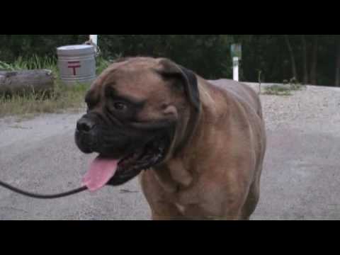bullmastiff