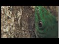 Gecko coaxes honeydew from a leafhopper Gecko coaxes honeydew from a leafhopper