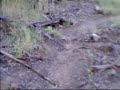 Downhill Mount Tamborine