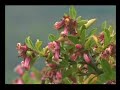 Video Patagonia sin Represas (Parte 1)